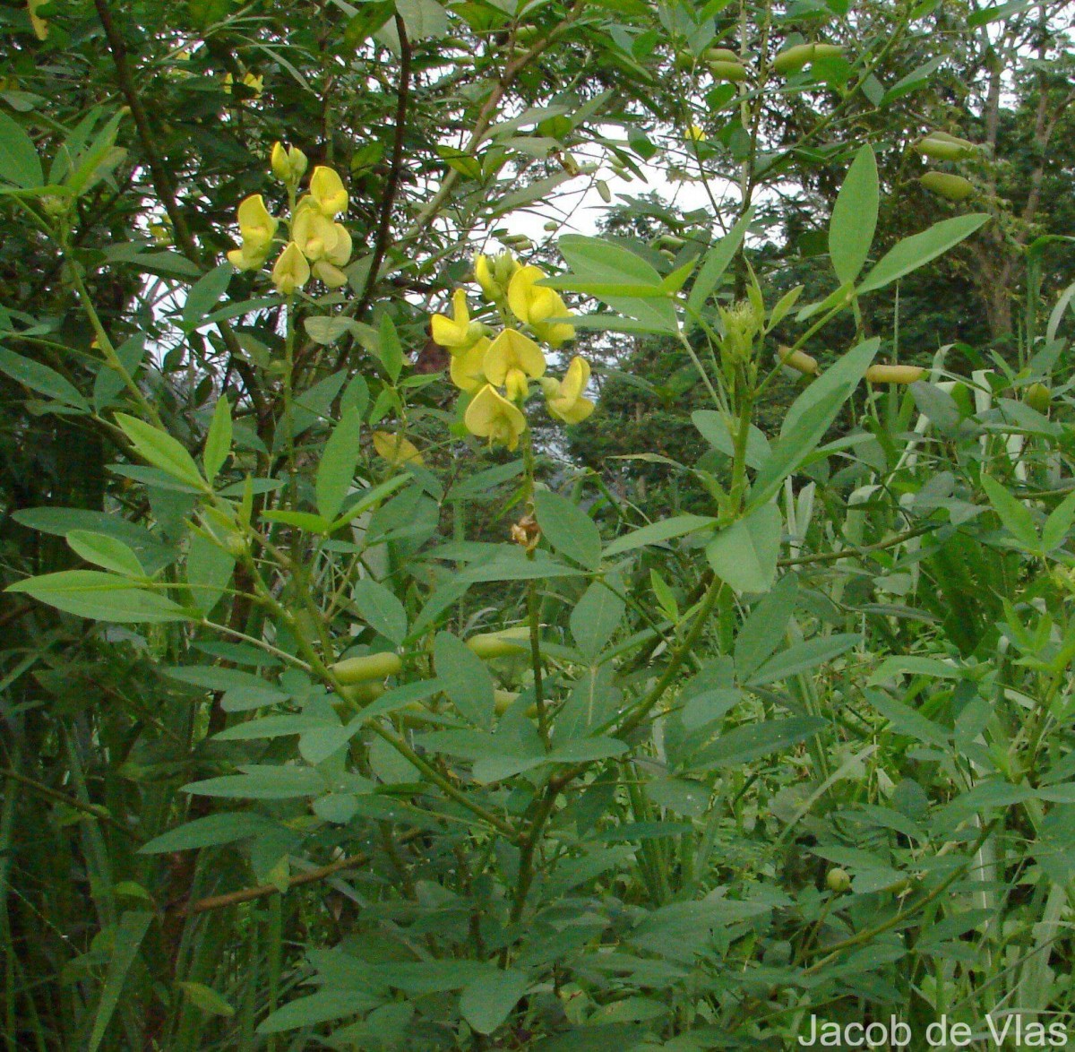 Crotalaria micans Link